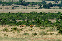 Cheetah (Acinonyx jubatus)  hunting a Thomson's gazelle (Eudorcas thomsoni) Masai-Mara Game Reserve, Kenya. Vulnerable species.