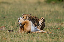 Cheetah (Acinonyx jubatus) killing a Thomson's gazelle (Eudorcas thomsoni) Masai-Mara Game Reserve, Kenya. Vulnerable species.