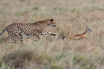 Cheetah (Acinonyx jubatus) male chasing a newborn Thomson's gazelle (Eudorcas thomsoni) Masai-Mara Game Reserve, Kenya. Vulnerable species.
