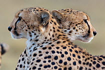 Cheetah (Acinonyx jubatus) brothers looking in opposite directions, Masai-Mara Game Reserve, Kenya. Vulnerable species.