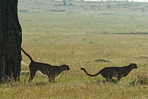 Cheetah (Acinonyx jubatus) male marking, with brother, Masai-Mara Game Reserve, Kenya. Vulnerable species.