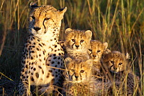 Cheetah (Acinonyx jubatus) mother and cubs aged 2/3 months, Masai-Mara Game Reserve, Kenya. Vulnerable species.