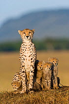 Cheetah (Acinonyx jubatus)  mother and cubs aged 2/3 months, Masai-Mara Game Reserve, Kenya. Vulnerable species.