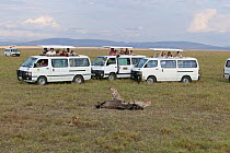 People watching Cheetah (Acinonyx jubatus)  brothers eating the wildebeest they just killed, from  tourist minibuses, Masai-Mara Game Reserve, Kenya. June 2006. Vulnerable species.