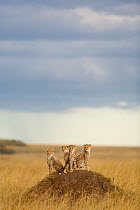 Cheetah (Acinonyx jubatus)  cubs 4 months, Masai-Mara Game Reserve, Kenya. Vulnerable species.