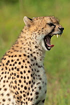 Cheetah (Acinonyx jubatus)  female with mouth open, Masai-Mara Game Reserve, Kenya. Vulnerable species.