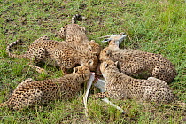 Cheetah (Acinonyx jubatus) mother and cubs aged 9 months eating a Thomson's gazelle (Eudorcas thomsoni) Masai-Mara Game Reserve, Kenya. Vulnerable species.