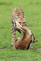Cheetah (Acinonyx jubatus)  female killing a Thomson's gazelle (Eudorcas thomsoni) Masai-Mara Game Reserve, Kenya. Vulnerable species.