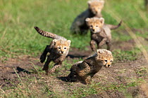 Cheetah (Acinonyx jubatus)  cubs aged 6/7 weeks old playing, Masai-Mara Game Reserve, Kenya. Vulnerable species.
