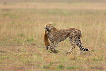 Cheetah (Acinonyx jubatus) female carrying a Thomson's gazelle to its cubs, Masai-Mara Game Reserve, Kenya. Vulnerable species.
