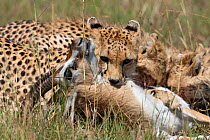 Cheetah (Acinonyx jubatus) female killing a male Thomson's gazelle (Eudorcas thomsoni) Masai-Mara Game Reserve, Kenya. Vulnerable species.