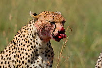 Cheetah (Acinonyx jubatus) close-up of a cheetah with blood on it's face while eating, Masai-Mara Game Reserve, Kenya. Vulnerable species.