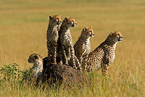Cheetah (Acinonyx jubatus) mother and juveniles, Masai-Mara Game Reserve, Kenya. Vulnerable species.
