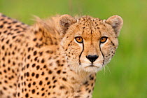 Cheetah (Acinonyx jubatus) juvenile, Masai-Mara Game Reserve, Kenya. Vulnerable species.