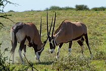 Gemsbok (Oryx gazella) males fighting, Central Kalahari Game Reserve, Botswana