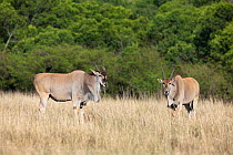 Cape eland (Taurotragus oryx) male, Masai-Mara game reserve, Kenya