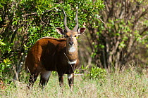 Bushbuck (Tragelaphus scriptus) male, Masai-Mara game reserve, kenya