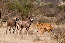Beisa oryx (Oryx beisa) adults and calves, Samburu game reserve, kenya