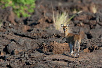 Klipspringer (Oreotragus oreotragus) on lava, Chyulu hills, Tsavo West National park, Kenya