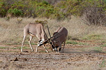 Beisa oryx (Oryx beisa) males fighting, Samburu game reserve, kenya