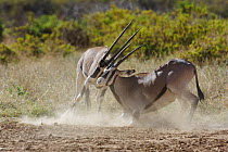 Beisa oryx (Oryx beisa) males fighting, Samburu game reserve, kenya