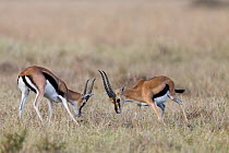 Thomson's gazelle (Gazella / Eudorcas thomsoni) males fighting, Masai-Mara game reserve, Kenya