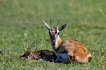 Thomson's gazelle (Gazella thomsoni) mother and newborn just after birth, Masai-Mara game reserve, Kenya