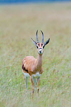 Grant's gazelle (Nager granti) nakuru national park, Kenya