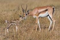 Grant's gazelle (Gazella granti) mother and newborn just after birth, Masai-Mara game reserve, Kenya