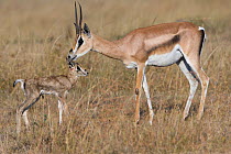 Grant's gazelle (Nanger granti) mother and newborn just after birth, Masai-Mara game reserve, Kenya