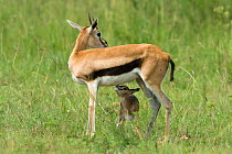 Thomson's gazelle (Gazella thomsoni) mother and newborn just after birth, Masai-Mara game reserve, Kenya