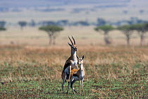 Thomson's gazelle (Gazella thomsoni) mating, Masai-Mara game reserve, Kenya