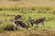 Thomson's gazelle (Gazella thomsoni) males fighting, Masai-Mara game reserve, Kenya