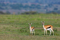 Thomson's gazelle (Gazella thomsoni) female and young, Masai-Mara game reserve, Kenya