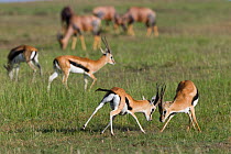 Thomson's gazelle (Gazella / Eudorcas thomsoni) males fighting, Masai-Mara game reserve, Kenya
