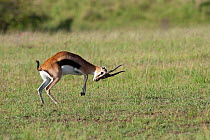 ***Thomson's gazelle (Gazella thomsoni) male fighting, Masai-Mara game reserve, Kenya