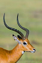 Impala (Aepyceros melampus) male, Masai-Mara game reserve, Kenya