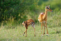 Impala (Aepyceros melampus) female with calf grooming itself, Masai-Mara game reserve, Kenya