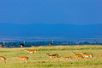 Impala (Aepyceros melampus) herd running with ostriches in the background, Masai-Mara game reserve, Kenya