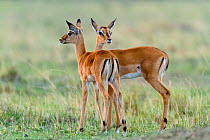 Young Impalas (Aepyceros melampus) Masai-Mara game reserve, Kenya
