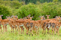 Impala (Aepyceros melampus) herd standing the rain, Masai-Mara game reserve, Kenya