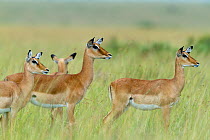Impala (Aepyceros melampus) alert females standing in grass, Masai-Mara game reserve, Kenya