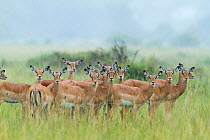Impala (Aepyceros melampus) herd in the rain, Masai-Mara game reserve, Kenya