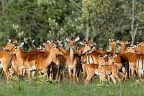 Impala (Aepyceros melampus) herd, Nakuru national park, Kenya