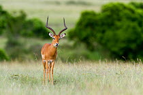Impala (Aepyceros melampus) male, Masai-Mara game reserve, Kenya