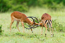 Impala (Aepyceros melampus) males fighting, Masai-Mara game reserve, Kenya
