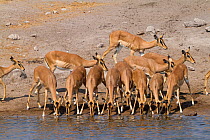 Impala (Aepyceros melampus petersi) drinking, Etosha national park, Namibia