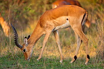 Impala (Aepyceros melampus) male feeding, Masai-Mara game reserve, Kenya