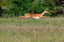 Impala (Aepyceros melampus) female jumping, Masai-Mara game reserve, Kenya