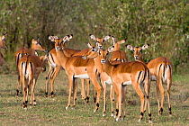 Impala (Aepyceros melampus) females, Masai-Mara game reserve, Kenya